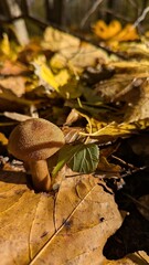 Golden autumn scene. A tiny wild mushroom on a carpet of fallen leaves, glowing in the warm, dappled forest sunlight.