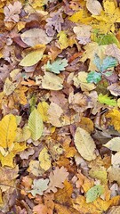 Golden autumn background. A natural flat lay texture of mixed fallen leaves on the forest floor.