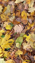 A top-down, flat-lay view of a forest floor covered in a colorful carpet of mixed fallen autumn leaves.