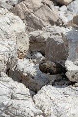 Rock ptarmigan with open beak blending in with rocky terrain of the German Alps