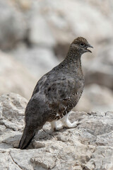 Rock ptarmigan perched on rocky terrain during daylight hours with open beak