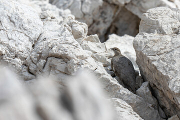 Rock partridge blends into the stone landscape of Nebelhorn in the German Alps during a sunny afternoon hike