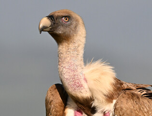 a powerful griffon vulture in spain