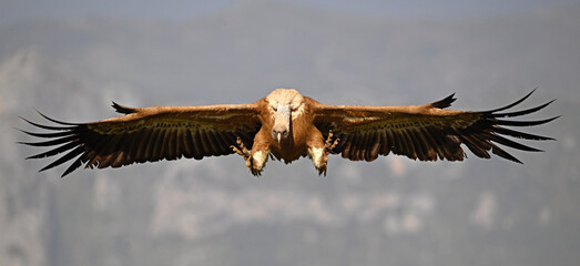 a majestic griffon vulture in spain © alberto