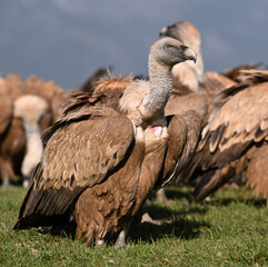 a powerful griffon vulture in spain