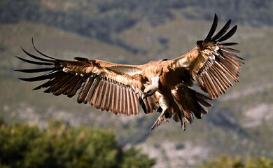 a huge griffon vulture in flight in spain