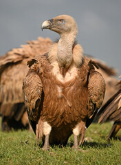 a powerful griffon vulture in spain