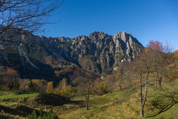 Autumn Foliage on Sentiero dei Grandi Alberi Trail in a pine forest in the Italian Prealps and small Dolomites
