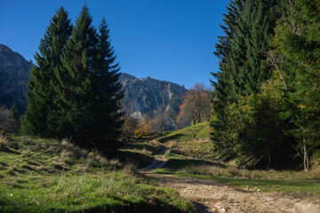 Autumn Foliage on Sentiero dei Grandi Alberi Trail in a pine forest in the Italian Prealps and small Dolomites