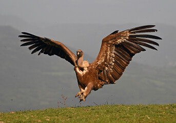 A powerful griffon vulture in the mountain