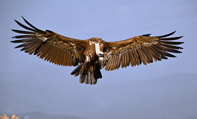 a huge griffon vulture in flight in spain