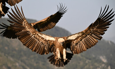 a huge griffon vulture in flight in spain