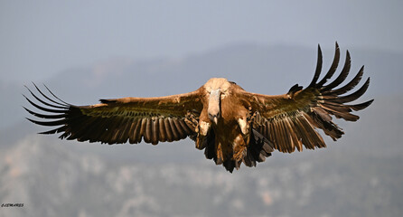 a majestic griffon vulture in spain © alberto