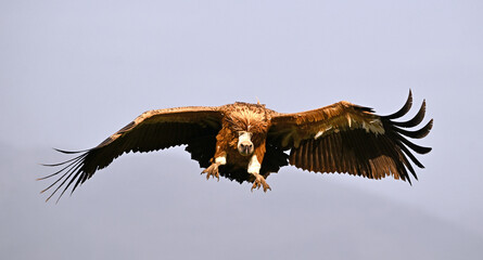 a majestic griffon vulture in spain