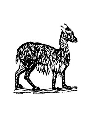 Image of Vicuna, old vintage illustration, 1897