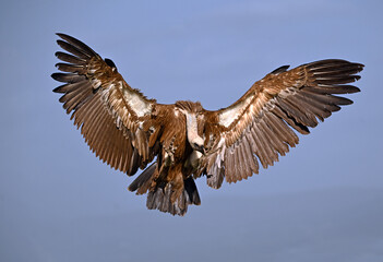 a huge griffon vulture in flight in spain