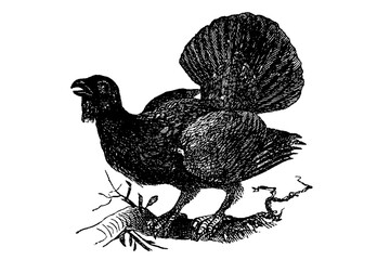 Image of a capercailli, old vintage illustration, 1894