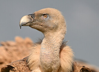 a portrait of griffon vulture