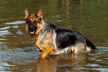 German shepherd dog standing in shallow water, enjoying a sunny day, with ripples surrounding its paws, showcasing the playful nature of this loyal canine companion