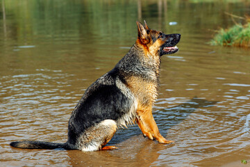 German Shepherd dog sitting in shallow water, enjoying a sunny day, with reflections on the surface and greenery in the background, showcasing playful nature and vibrant environment