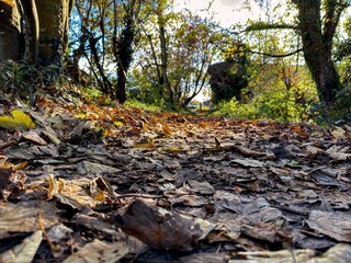 Fallen autumn leaves on woodland path with warm sunlight and natural colour tones.