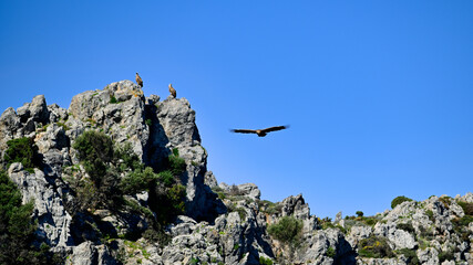 Griffon vultures perched on rocky cliffs with one soaring in blue sky, Crete