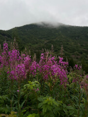 Obraz premium flowers in the mountains