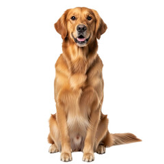 Golden retriever dog sitting isolated on transparent background looking at camera