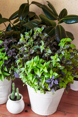 Basil grows in a large white pot as an ornamental plant, basil is widely used in cooking and as an ornamental plant