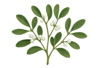 Fototapeta premium Mistletoe sprig with green leaves and white berries, seasonal botanical element for christmas holiday decoration