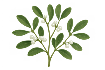 Mistletoe sprig with green leaves and white berries, seasonal botanical element for christmas holiday decoration