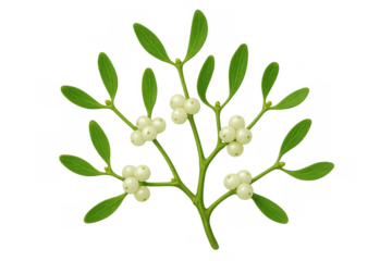 Mistletoe branch with white berries and green leaves symbolizing christmas, holidays, love, and tradition