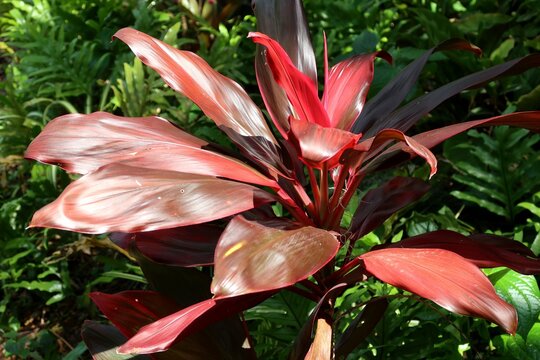 Fototapeta Red Cordyline fruticosa leaves in Florida zoological garden, closeup