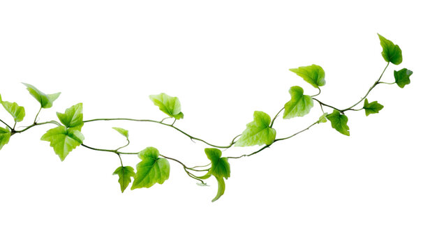 PNG of A vibrant green ivy vine elegantly drapes against a transparent background, showcasing its lush foliage.