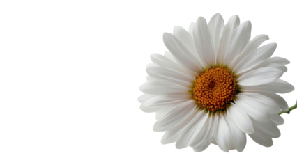 PNG of A stunning white daisy flower with a bright orange center, symbolizing purity and simplicity.