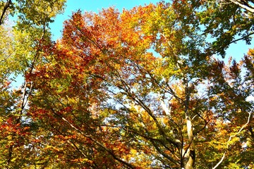 Decidous, broadleaf beech tree canopy in autumn colors