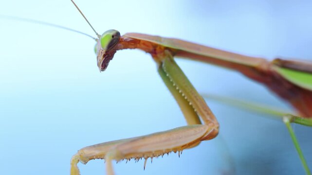 Closeup view of a praying mantis standing on the blurred blue background. The insect elongated body, folded forelegs, triangle head with green eyes and visible antennae. 