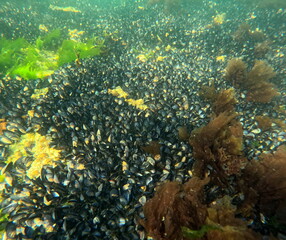 Mytilus edulis, wild common mussels on rocks, undersea in intertidal zone in Brittany, france
