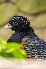 Blue-billed Curassow (Crax alberti)
