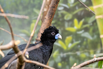Blue-billed Curassow (Crax alberti)