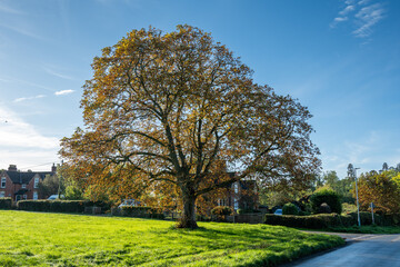 sweet chestnut tree