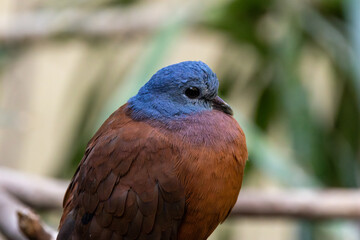 Blue-headed Wood Dove (Turtur brehmeri) in African Rainforest