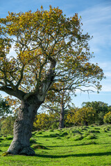 oak tree in park