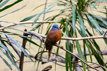 Blue-headed Wood Dove (Turtur brehmeri) in African Rainforest