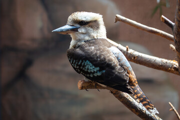 Blue-Winged Kookaburra (Dacelo leachii) Perched in Australian Woodland