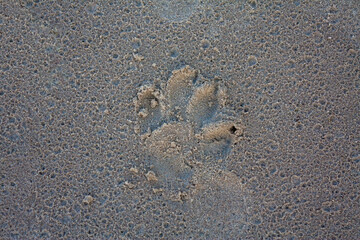 Dog paw print in wet sand