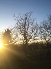 trees in the fog of a sunset