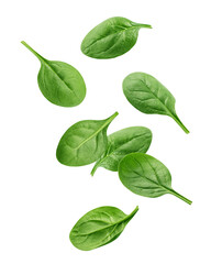 Falling Spinach isolated, full depth of field
