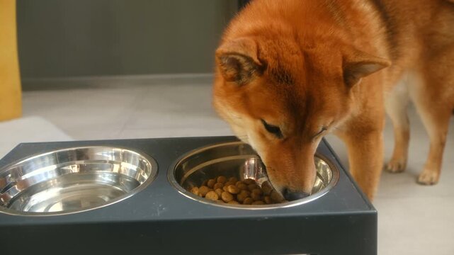 Adorable shiba inu dog eating dry kibble food from a stainless steel bowl in a modern kitchen. Domestic pet enjoying a healthy, nutritious meal as part of its daily routine and animal care