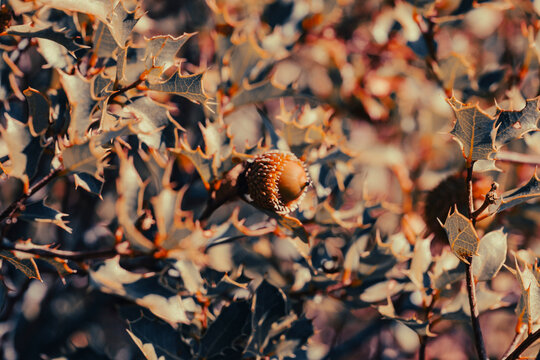 Quercus coccifera, the kermes oak or commonly known as Palestine oak, is an oak shrub or tree in section Ilex of the genus. It has many synonyms, including Quercus calliprinos.